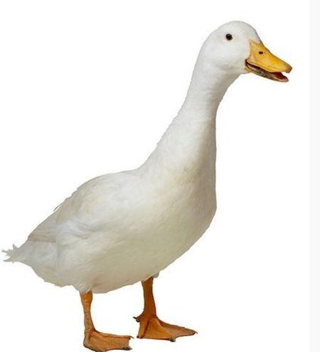 娱乐吃瓜鹅鸭视频